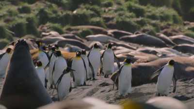 There were hundreds of sea 
elephants lying about.  - Shackleton: The Greatest Story of Survival