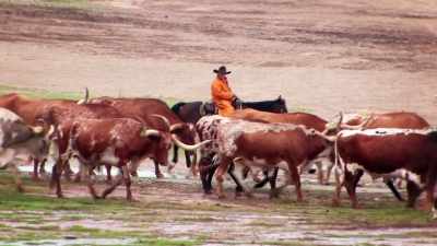There were hundreds
of thousands of cattle, - United States of Animals