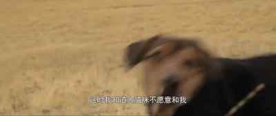 There it is. - A Dog's Way Home