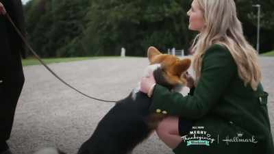 There isn't
a gingerbread competition, - A Royal Corgi Christmas