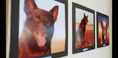 There was just
donations coming in, - Koko: A Red Dog Story