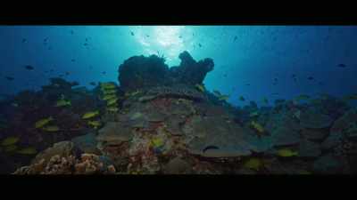 There was like one
shark in the distance - Envoy: Shark Cull