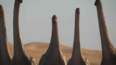 There may be a crowd, - Prehistoric Planet