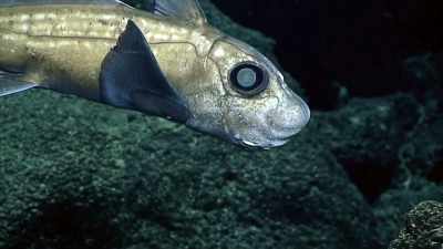 THERE MIGHT BE ALL KINDS
OF CREATURES DOWN THERE - Strange Evidence