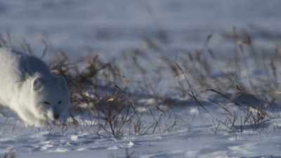 There might be something here. - Frozen Planet II