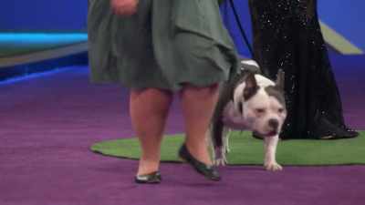 There is no doubt that Capone - 2022 American Rescue Dog Show