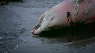 There is no known animal
in this river - The Alaska Triangle