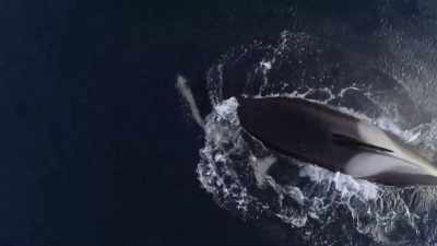 ''There is no solace
for a mother who loses a child.'' - Secrets of the Whales