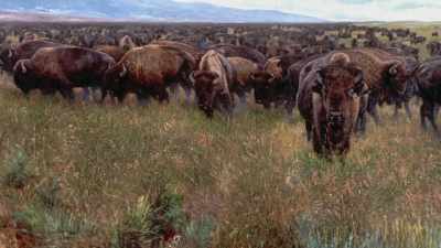 "There was not a day
I lost sight of them," - The American Buffalo