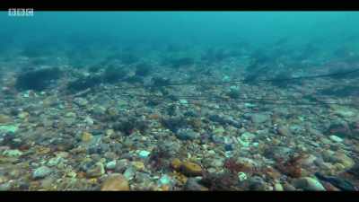 There is now about 5% of
trawler cod fish left - Extinction: The Facts