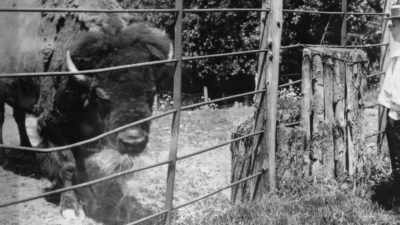 There was numerous stories
like that, where the buffalo - The American Buffalo