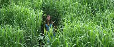 There once was a guy named McSweeney - In the Tall Grass