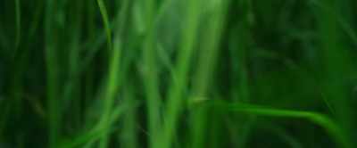There once was a man named McSweeney - In the Tall Grass