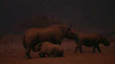 There were once around 8,000
here in Tsavo. - Our Great National Parks