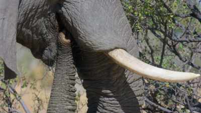 There was one bull, he ate all the nuts, - In the Footsteps of Elephant