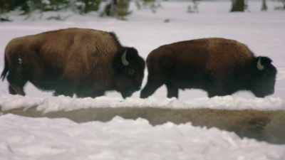 "There is one spot left, - The American Buffalo