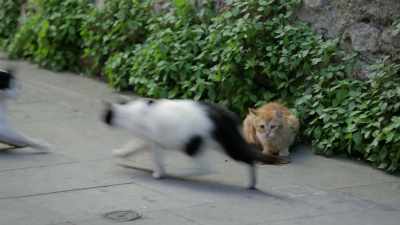 There’s an instinctive jealousy. - Kedi
