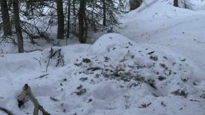 There'’s not a ton of game, - Life Below Zero: Next Generation