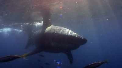 There seems to be evidence - Shark Attack Files