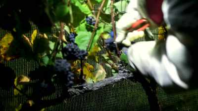 There is so much to making wine - Tin City