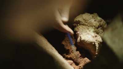 There is so much more bone,
more species than we thought. - Modern Dinosaurs