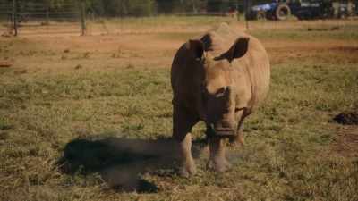 There was something absolutely
adorable about those rhinos. - The Reluctant Traveler with Eugene Levy