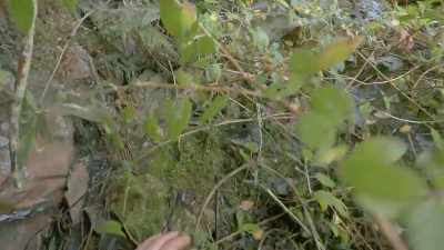 There was spots where it was just
impenetrable thickets like this, - Explorer: The Last Tepui