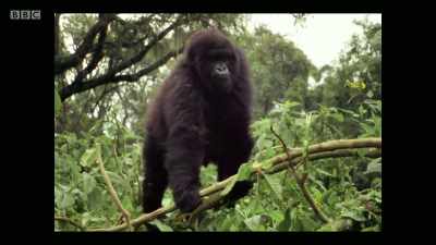 There were tensions between the park
and communities. - Extinction: The Facts