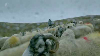 There, that's another lot, Rube. - Our Yorkshire Farm