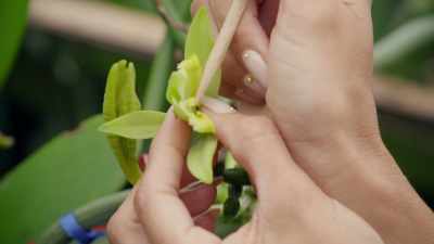 There is the pollen.
Then pull it down and push it. - Eva Longoria: Searching for Mexico