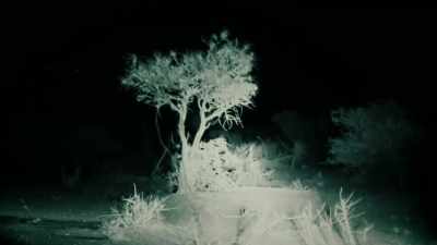 THERE. THERE'S
THE ELEPHANT WALKING. - Expedition Mungo