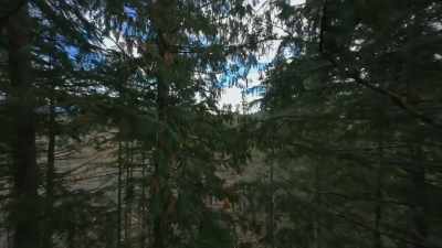 There was this tension in seeing - Trees and Other Entanglements