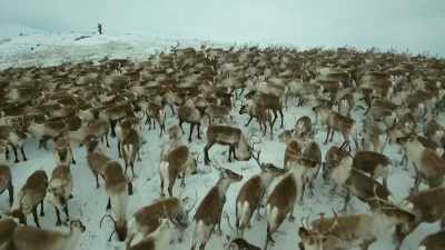 There will be another chance
tomorrow, with more hunters. - Wild Ways of the Vikings