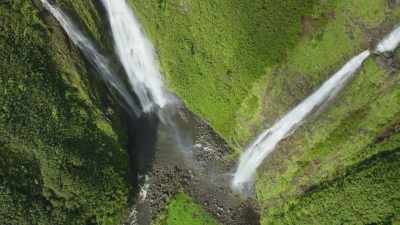 There would be no other way to get
to these plants. - The Green Planet