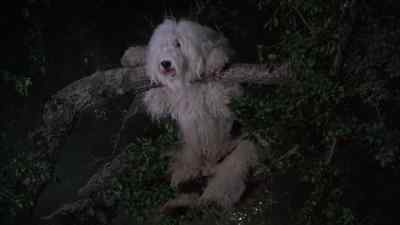 THERE YOU ARE, SIR. - The Shaggy D A