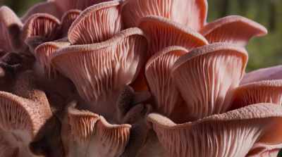 There're some that have
totally unusual properties - Fantastic Fungi
