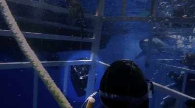There's a bait box
behind the cage, - Shark Attack Files