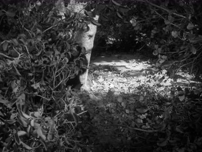 THERE'S A BEAR
IN THERE! - The Andy Griffith Show