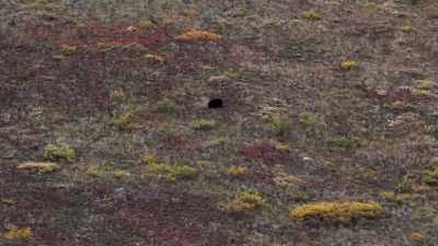 There's a bear out there, - Life Below Zero: Next Generation