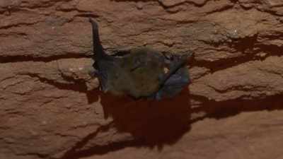 There's a little bat.
A little cave berry. - Outback Opal Hunters