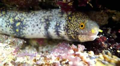 There's a lot of
algae for them to eat, - Kings of Pain