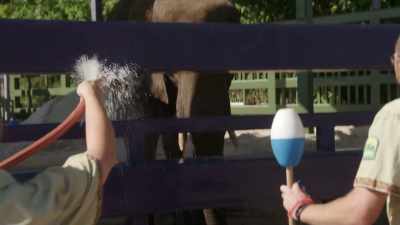 There's a lot of trust
between her and us. - Magic of Disney's Animal Kingdom