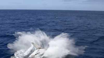 There's a, maybe a joyful component
to it, or a comforting component to it. - Secrets of the Whales
