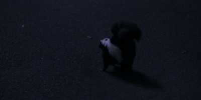 - There's a skunk! Sam, watch out!
- [Sam screaming] - Friends from College