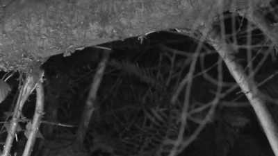 There's a spot where
a tree had broken off. - Expedition Bigfoot