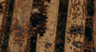 There's a Varroa mite
on that drone larva. - The Pollinators
