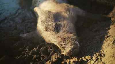 There's about five or six animals here - Pignorant