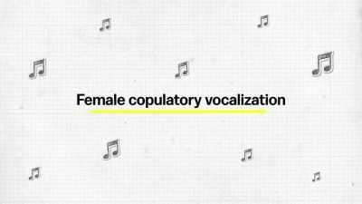 There's also female copulatory
vocalization, - Explained