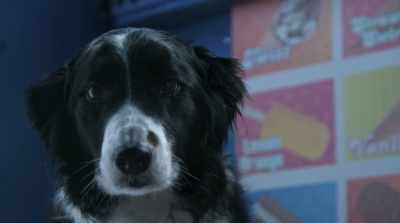 There's always a moment that you'll
need to make a split-second decision. - Cats & Dogs 3: Paws Unite