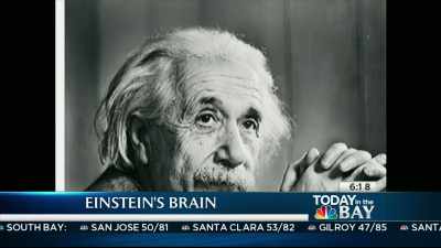There's an ipad app which has
detailed three-dimensional - The Man Who Stole Einstein's Brain